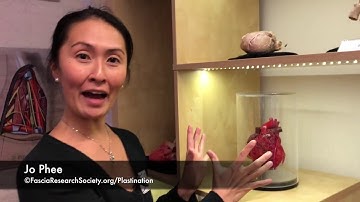 Fascial Net Plastination Project: Pericardium with JO PHEE