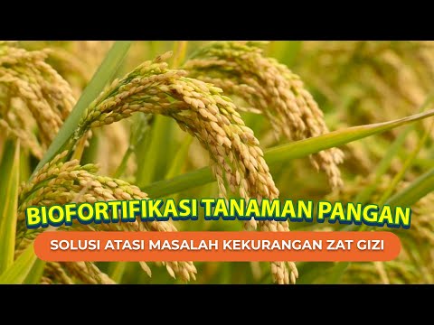 Video: Selama pemuliaan biofortifikasi untuk meningkatkan kualitas nutrisi?