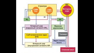 Целенаправленные движения