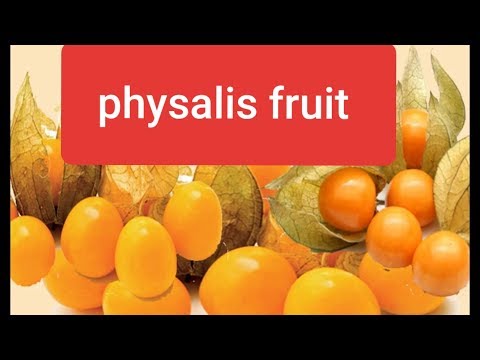 Video: Physalis - Budidaya Dan Penggunaan