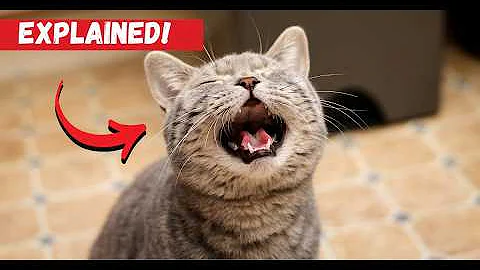 Watch the video about Cat Meowing Loudly and Repeatedly Here's What It Means