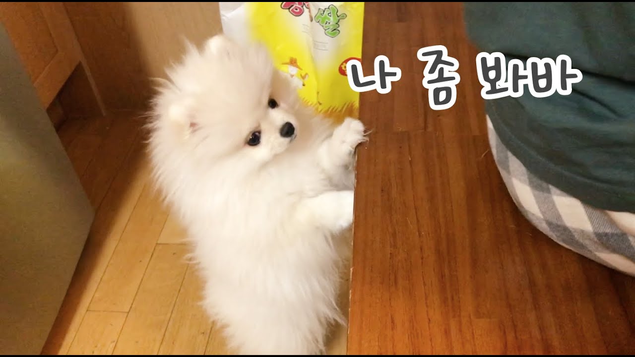 밥 먹는데 옆에서 부담스럽게 쳐다보는 강아지ㅋㅋ / Dog looking at me while eating YouTube