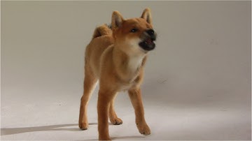 Cậu Vàng Sẽ Là Chú Chó Nhật Bản Inu Shiba?