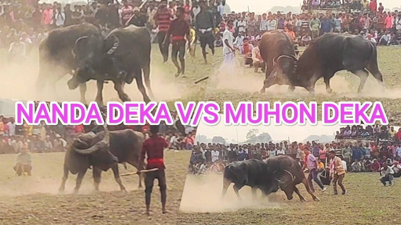 NANDA DEKA V/S MUHON DEKA# BUFFALO FIGHT ASSAM 2024