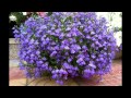 Perennial Lobelia   Лобелия многолетняя