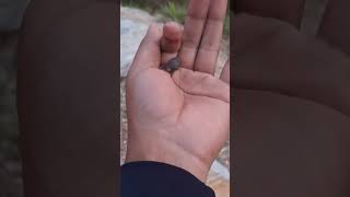 Download Mp3 Is this bug 🤔🤔😳😳 #insects #shortpants #nature #trending #bug #trending #youtube #short #shorts Gudang lagu Download Mp3 Is this bug 🤔🤔😳😳 #insects #shortpants #nature #trending #bug #trending #youtube #short #shorts