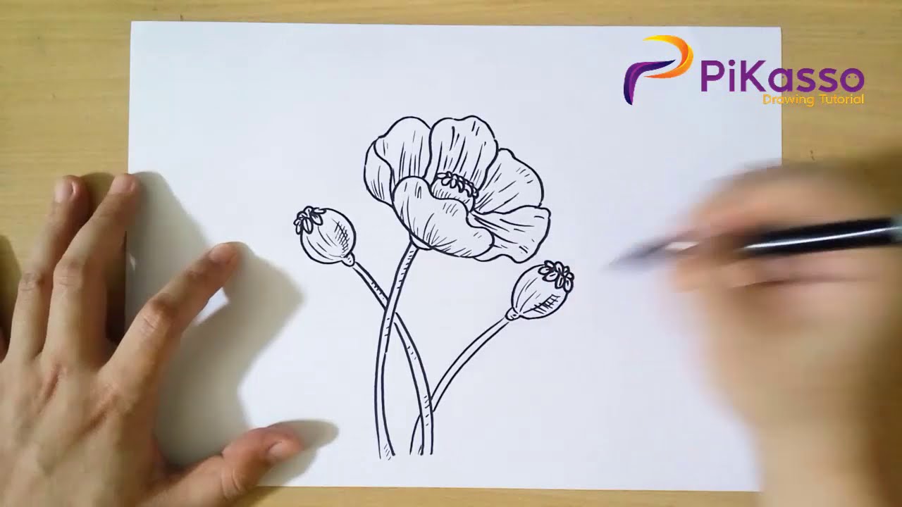 How To Draw Poppy Flower Easy You