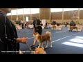 EURO DOG SHOW 2019 | MALE CHAMPION AKITA EDS | WELS, AUSTRIA | EDS 2019