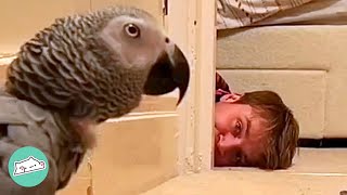 Parrot Hates Every Man On The Planet. But This Guy Breaks Through | Cuddle Buddies