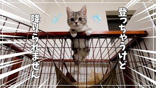 降りられないのに、すぐケージの上に登っちゃう子猫がかわいすぎた！