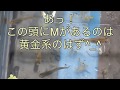 ふじやんメダカ オロチ種親選別  雲州三色と黄金三色？？？