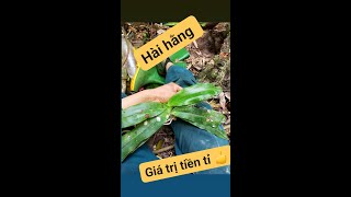 Du hành núi rừng tìm kiếm hoa lan hài hằng giá trị tiền tỉ