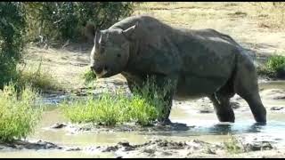 White and Black Rhino together at the same Waterhole!