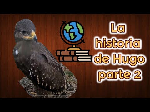 Video: Águila moteada menor: descripción y estilo de vida de un ave