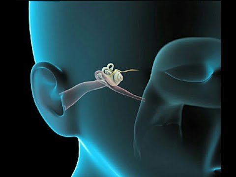 How the human ear works/3D Animated in hindi. - YouTube