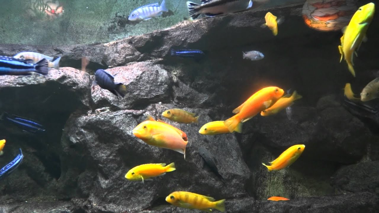 3d Aquarium Bildschirmschoner Mit Goldenen Fischen 13 September 11 Youtube