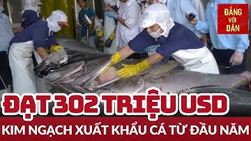 Xuất khẩu cá ngừ tăng mạnh | Tin tức KINH TẾ - XÃ HỘI | Đảng với Dân