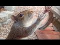 Teaching Squirrels to Play Catch