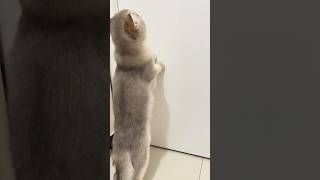 9 month old kitten cat Pepper meowing at the door standing on hind legs