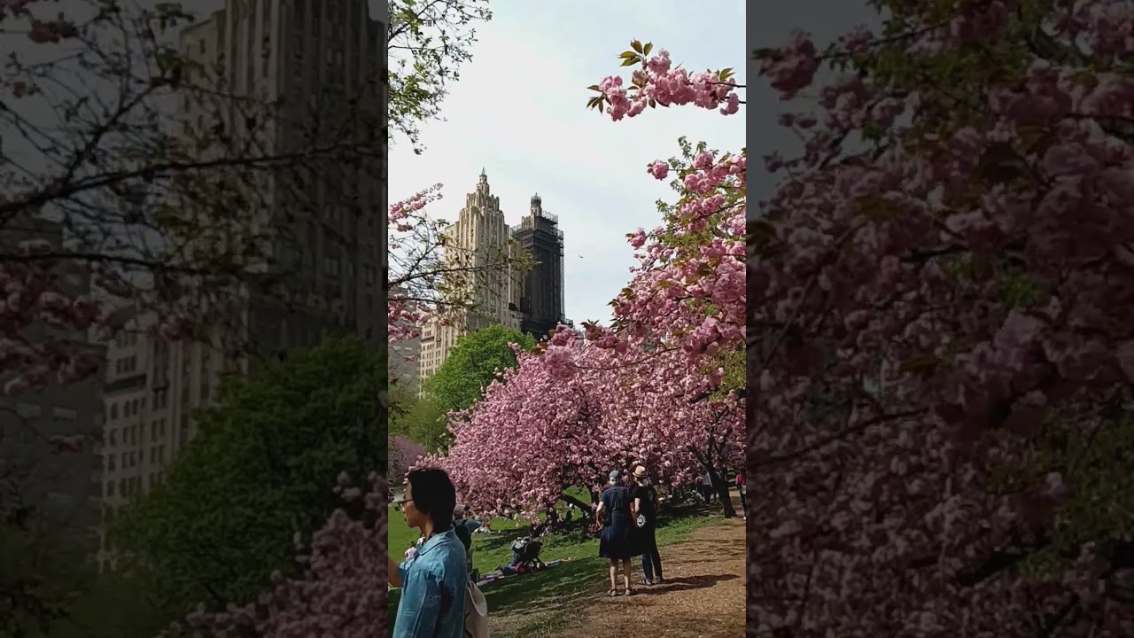 Cherry Trees Central Park
