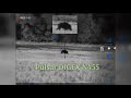 ПРИЦЕЛ PULSAR DIGEX N455  и кабан | DIGEX N455 DIGITAL SIGHT FOR HUNTING and WILD boar