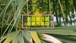 Taiwan Kaohsiung Birdwatching Travel, Black-naped oriole 黃鸝鳥鳴叫聲