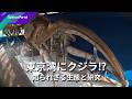 東京湾から紐解く クジラの謎｜Science Portal動画ニュース（2026年7月3日配信）