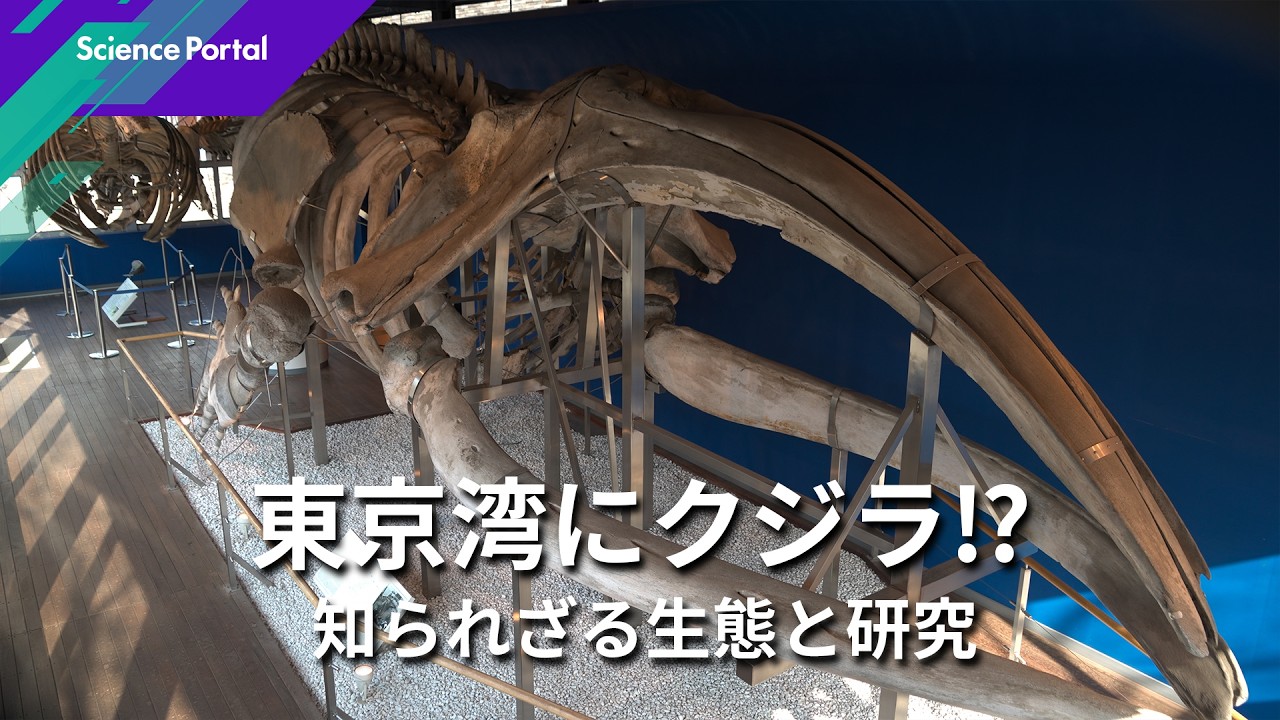 東京湾から紐解く クジラの謎｜Science Portal動画ニュース（2026年7月3日配信）