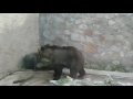 Бурый медведь в рижском зоопарке.