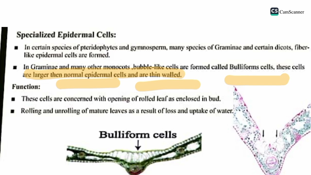 epidermis in plants composition structure development evolutionary specialization in detail