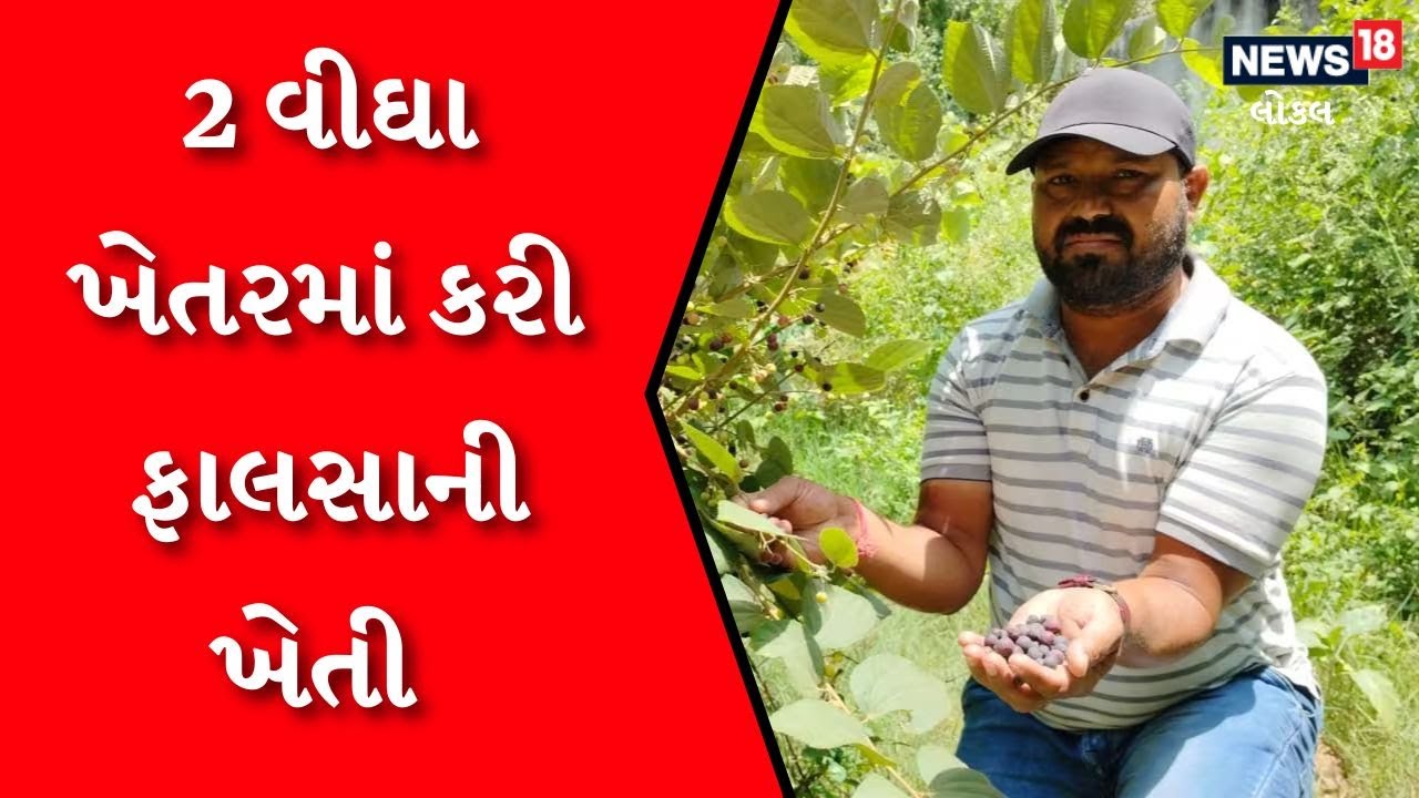 Cultivation of Falsa | ખેડૂતે પોતાની કોઠા સુઝથી કરી ફાલસાની ખેતી, લાખો રૂપિયાની આવક થઈ | 