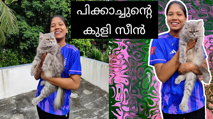 Video 4450561: persian cat bathing, persiancat white cat, breed persiancat, cat bathing shampoo