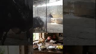Cow buffalo milk increase tips | Gay bhains ka doodh kaise badhaen #shorts