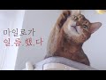 마일로가 제 어깨대신 새 캣타워를 선택했어요 (웃프다...) feat.일룸