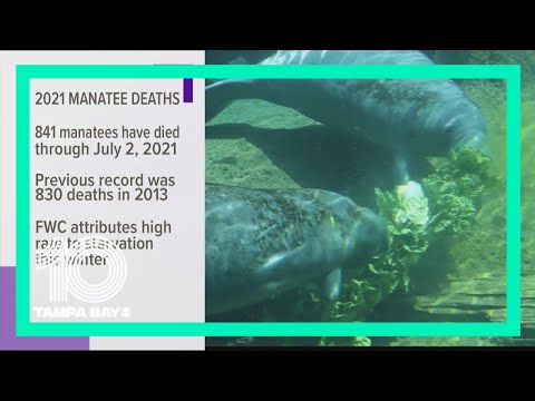 'Unprecedented': 841 Florida manatees have died so far this year