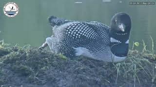 Loon Lays an Egg on LPC Loon Cam 1