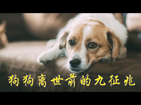 视频: 为什么有些小狗有“拿破仑综合症”？