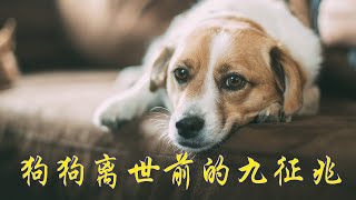 #狗狗離世前的9個徵兆#狗狗臨死前的徵兆  家有老年狗狗的一定要看完希望狗主人在狗狗即將去往汪星前陪在狗狗身邊不留遺憾的和狗狗好好告別。