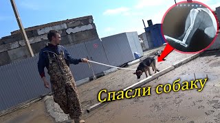 Спасение собаки, сломало лапу после наводнения в Орске. Нет воды в городе.