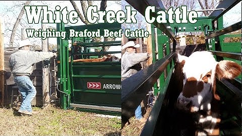 WCC - Weighing Braford Beef Cattle (feed out heifers weighed monthly using TruTest S3, Arrowquip)