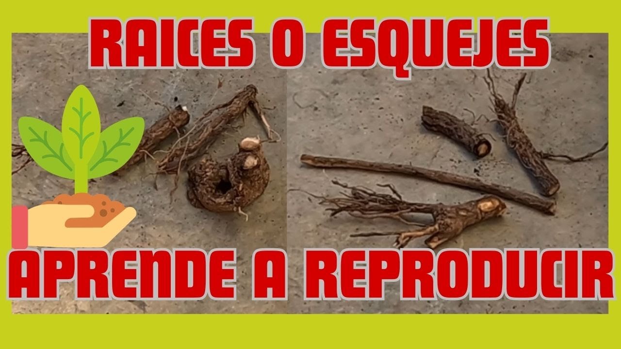 👉Raíces o esquejes de paulownia para reproducir 🌳