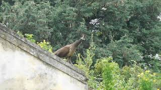 Peahen call