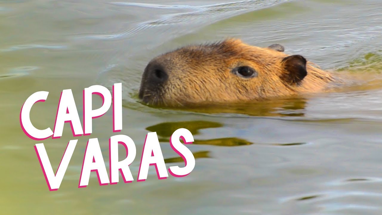 A pessoa tava entrevistando uma capivara?;-;