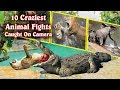 10 Craziest Animal Fights  |  Caught On Camera