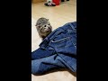 名前を呼ぶ度にわざわざタッチしに来る子猫が可愛すぎるｗ #shorts