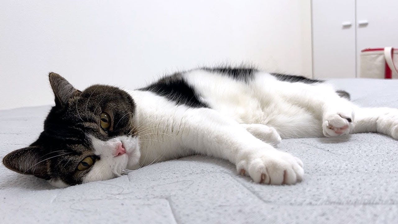 猫好き太郎 1年ぶりにひんやり布団を敷いてみたら気持ち良すぎて猫が動かなくなり