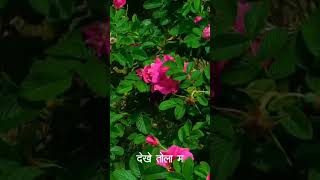 CG VIBE 😍🔥#cg #vibes