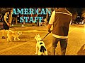 AMERİCAN STAFF ilə ŞƏHƏR GƏZİNTİSİ ! | AMSTAFF Baxımı, Aqressiyası, Təlimi və.s Haqqında! #Cinsitlər