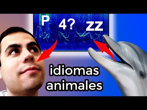 Video: Cómo hablar con animales