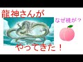 【龍神さんが来るぞ〜】サインは桃！？